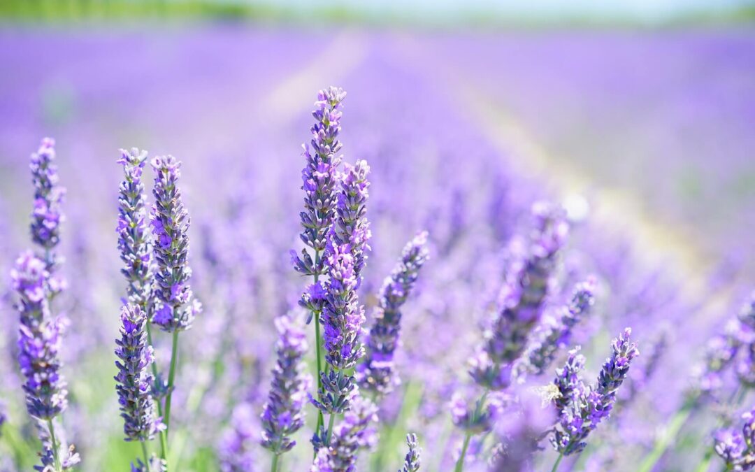 Vos plantes médicinales à Golbey